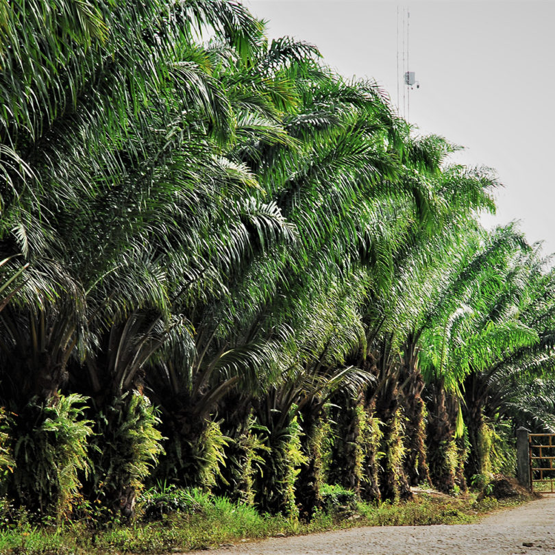 Tausende Hektar Wald für Palmölanbau in Guatemala vernichtet