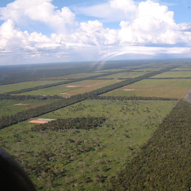 Wir brauchen ein Lieferkettengesetz, denn: BMW verwendet Leder, für das in Paraguay Wälder zerstört werden