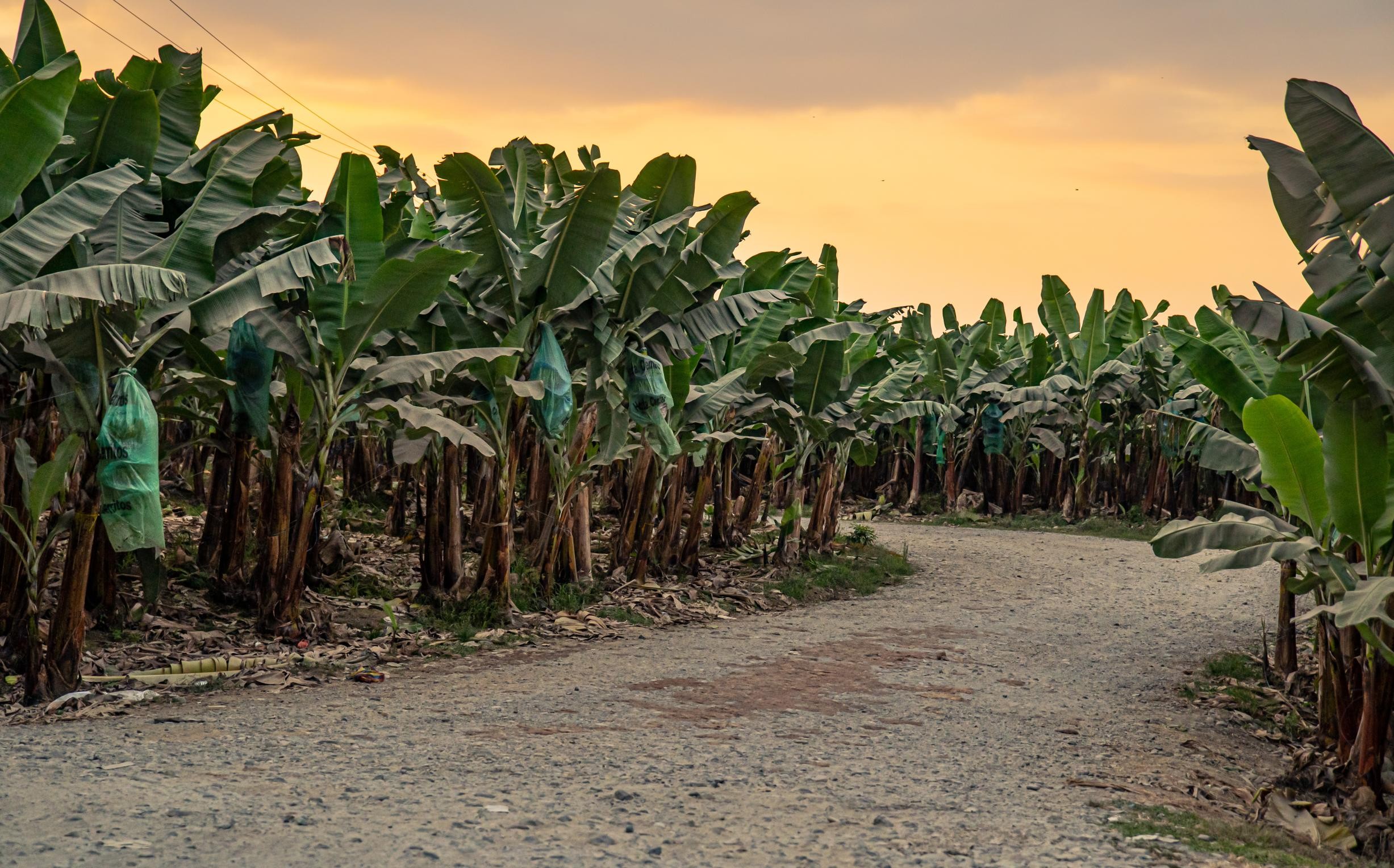 Bananplantage Isla del Bejucal